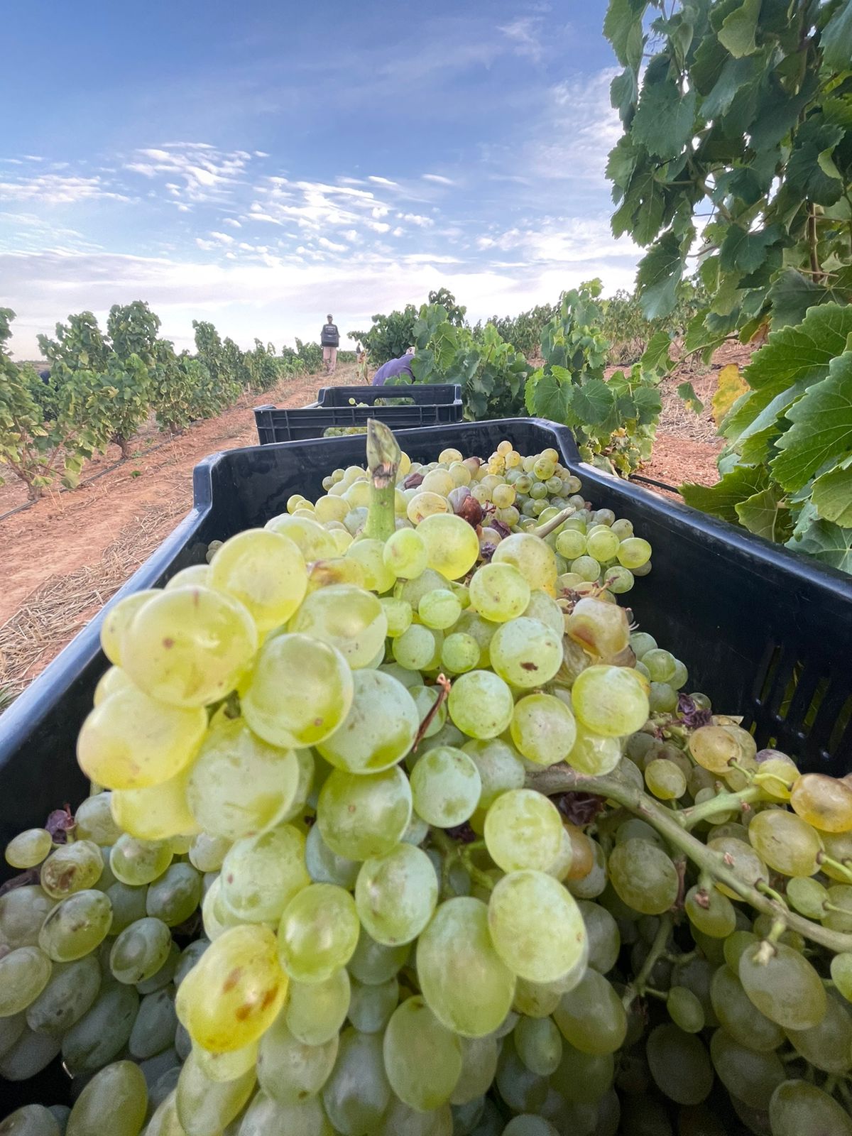 2022 Harvest of Chenin Blanc at Brookdale Estate in Paarl