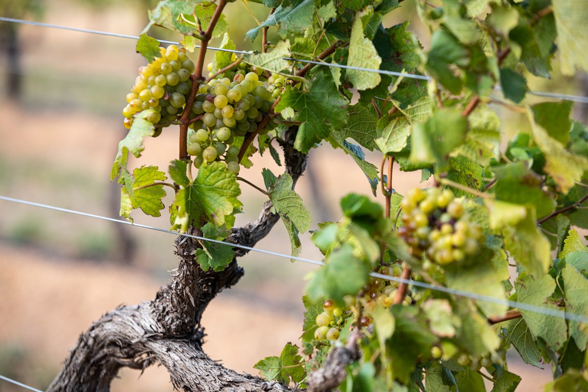 Brookdale Estate Vines for Harvest 2022