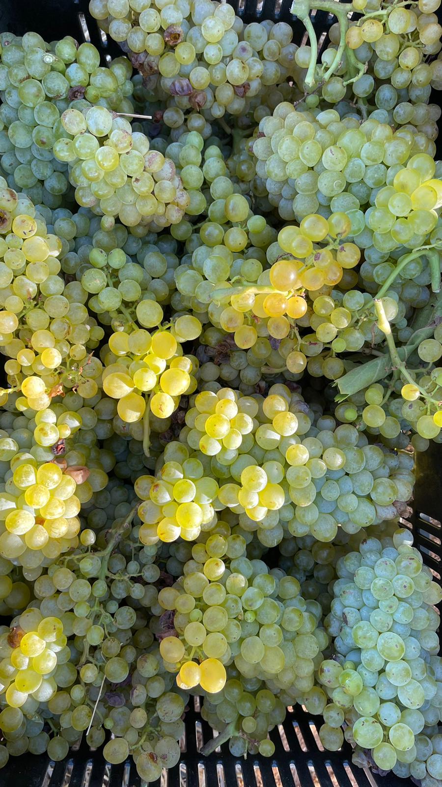 Grapes harvested from Brookdale Estate vines in Paarl