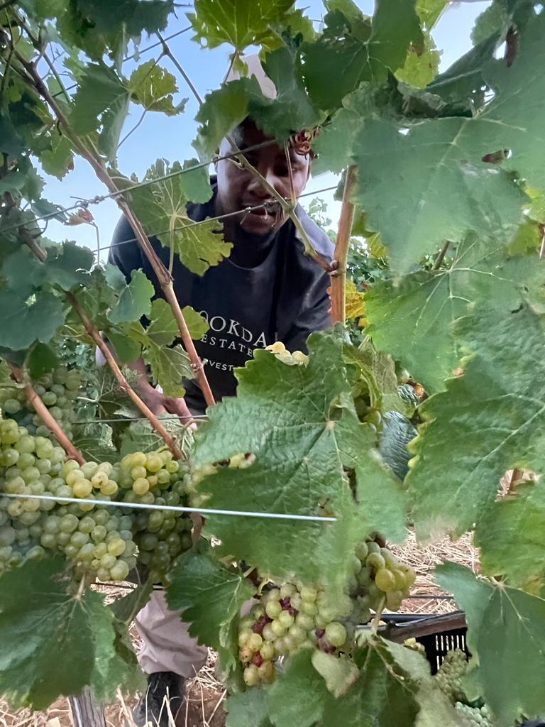 Brookdale team harvesting Chenin Blanc Grapes for the 2022 Harvest