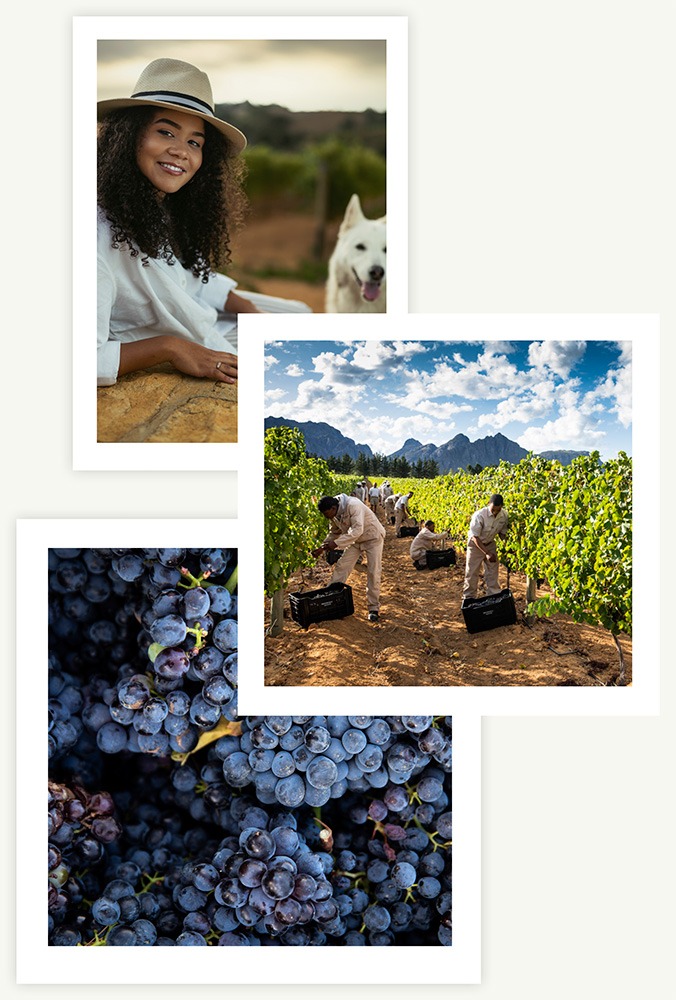 Brookdale Estate Vines and viticulture